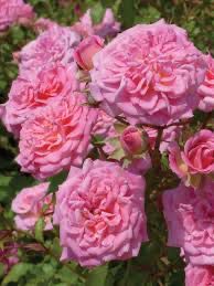 Meilland Rose “Sweet Drift Rose” Grade 1, Bare Root, On Multiflora Rootstock.