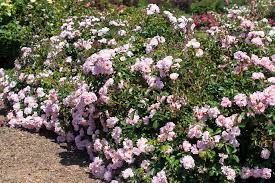 Meilland Rose “Blush Drift Rose” Grade 1, Bare Root, On Multiflora Rootstock Meilland Rose “Blush Drift Rose” Grade 1, Bare Root, On Multiflora Rootstock
