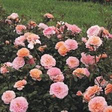 Meilland Rose “Apricot Drift Rose” Grade 1, Bare Root, Multiflora Rootstock