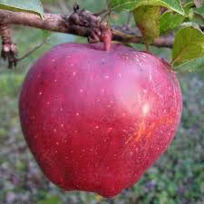 Bare Root Apple Tree “Cinnamon Spice” 3-4’