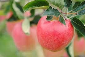 Bare Root Apple Tree “Ambrosia” 3-4’