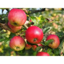 Bare Root Apple Tree “Cortland” 3-4’