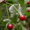 Bare Root Cherry Tree “Black Tartian” 3/4”