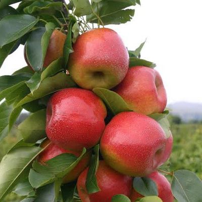 Bare Root Asian Pear Tree “Reddy Robin” 3-4’