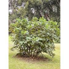 Bare Root Fig Tree “Olympian” 2-3’
