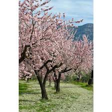 Bare Root Almond Tree “Texas Mission” 3-5’