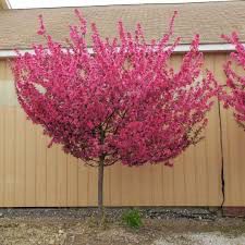 Crabapple Tree “Showtime!” 3-4’