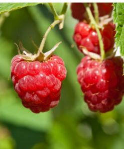 Raspberry Bush “Georgia Red” 1 Liter