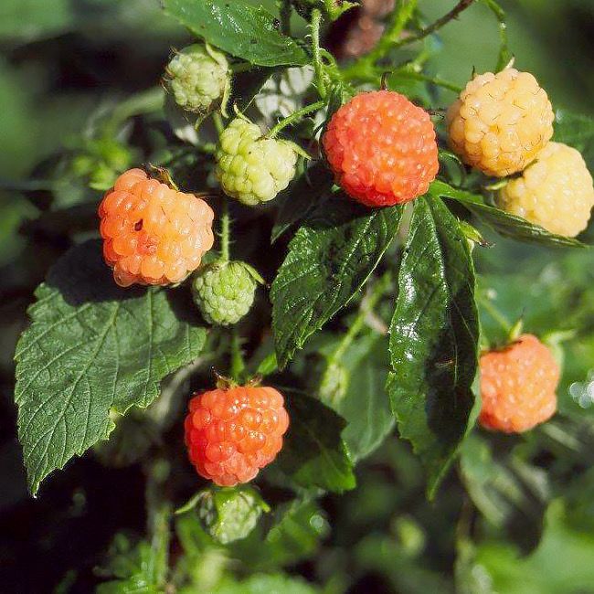 Raspberry Bush “Fall Gold” 1 Liter