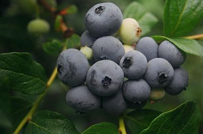 Blueberry Bush “Powderblue” 1 Liter