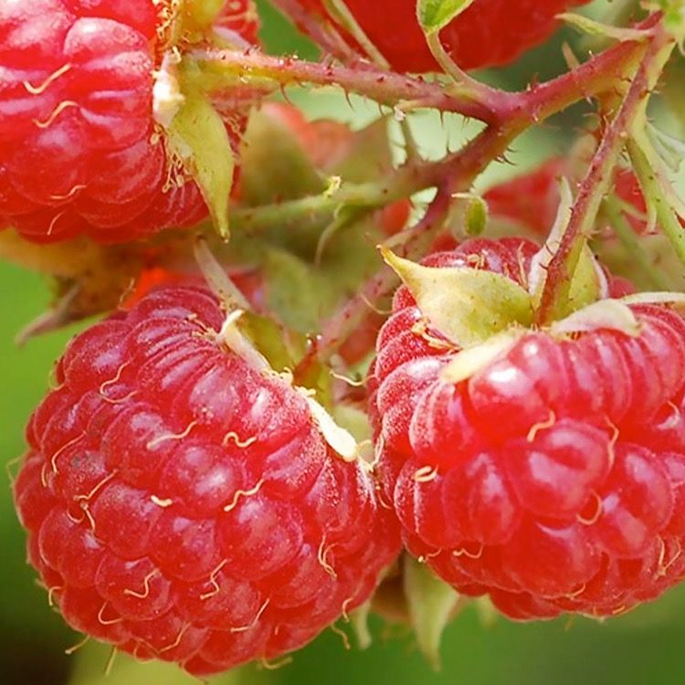Raspberry Bush “Caroline” 1 Liter