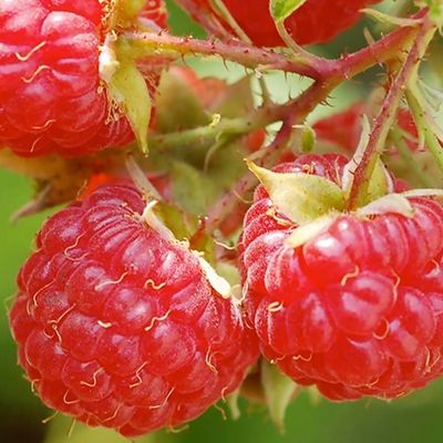 Raspberry Bush “Caroline” 1 Liter