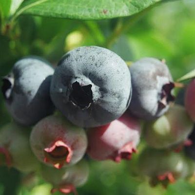 Blueberry Bush “Columbus” 1 Liter