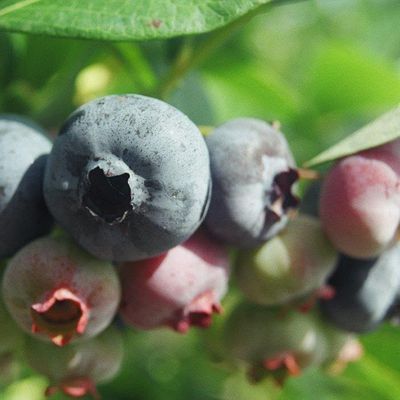 Blueberry Bush “Premier” 1 Liter