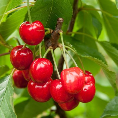 Bush Cherry “Joy” 1 Liter