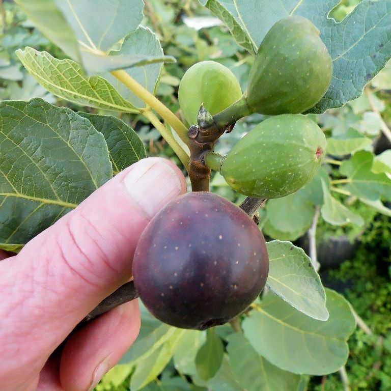 Fig Tree “Negrone” 1 Liter