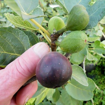 Fig Tree “Negrone” 1 Liter