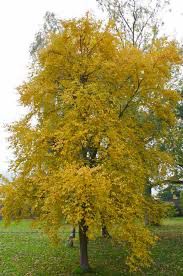 Birch Tree “Sweet Birch” 1 Gallon