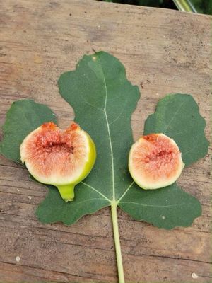Fig Tree “CS Red” 1 Liter