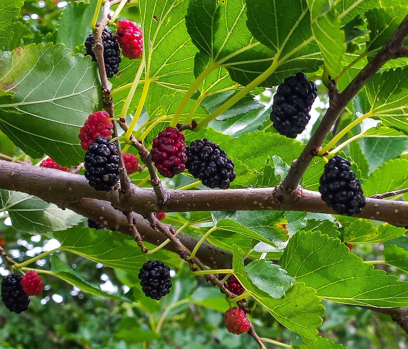 Tree “Trader Mulberry” 1 Quart