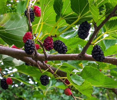 Tree “Trader Mulberry” 1 Quart