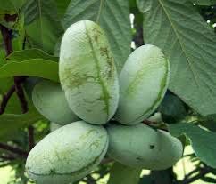 Tree “Pawpaw” 1 Gallon