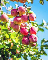 Bare Root Apple Tree “Pink Lady” 3-4’