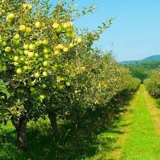 Bare Root Apple Tree “Golden Delicious” 3-4’