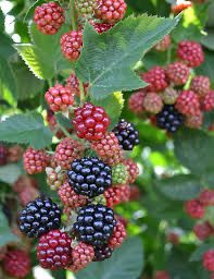 Large BlackBerry Bush “Thornless Chester” 2-3 Feet.