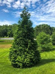 Arborvitae “Green Giant” Gallon