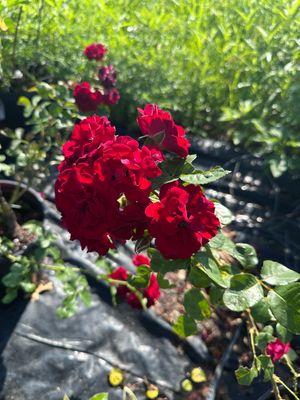 Bakker Rose “AC Navy Lady” Grade 1, Bare Root Rose, On Multiflora Rootstock
