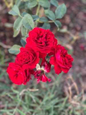Bedard Rose “Lady In Red Climber” Grade 1, Bare Root, On Multiflora Rootstock