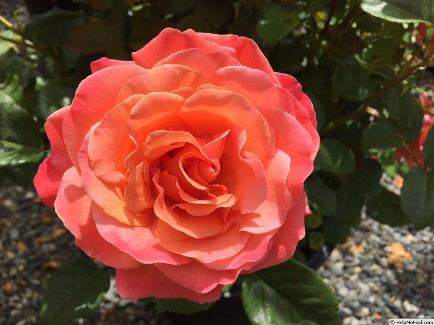 Jalbert Rose “Lady Emily” Grade 1 Bare Root, On Multiflora Rootstock