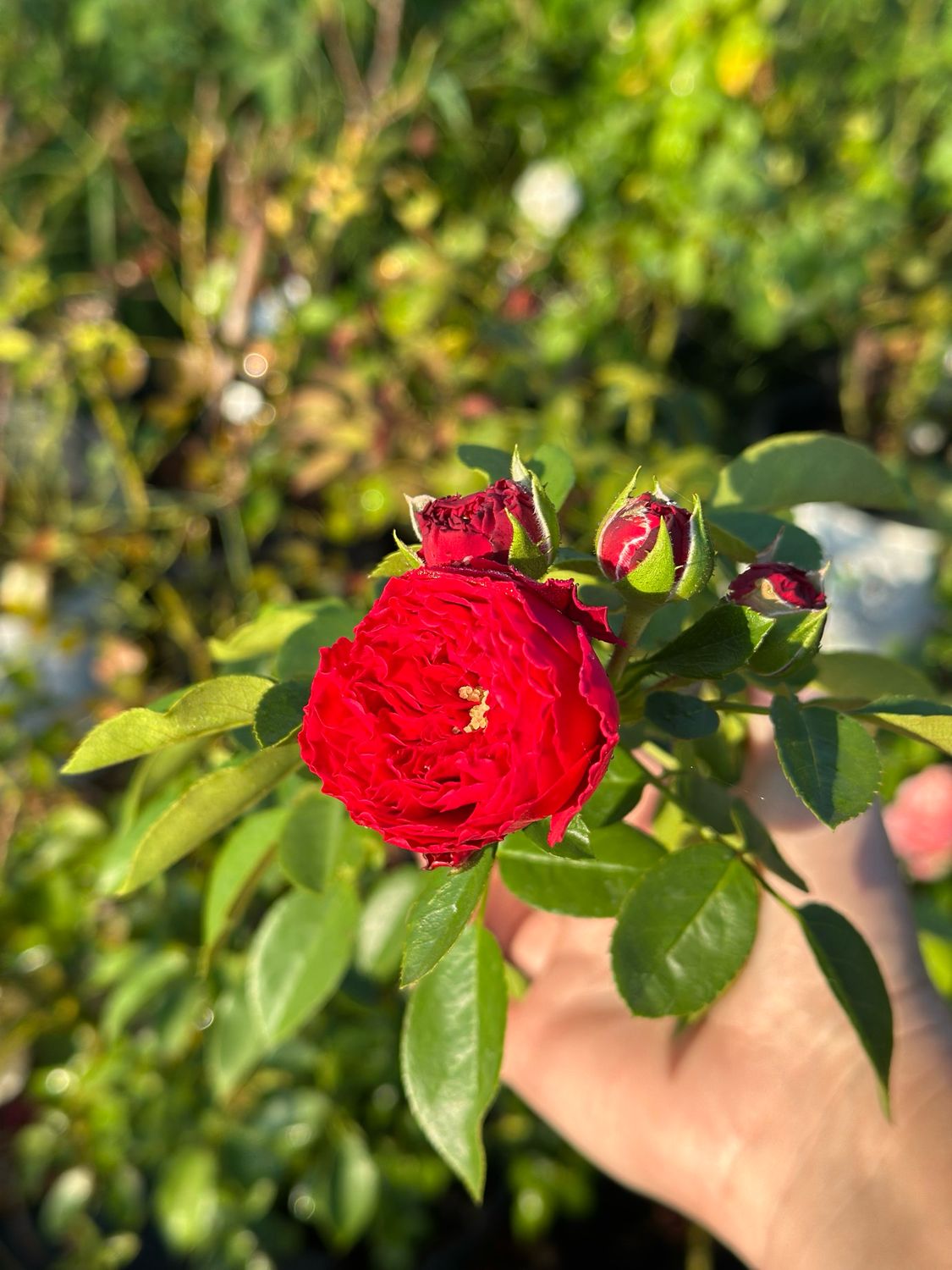 Rose “Red Eden Climber” 2 Gallon Potted. Own Root. Ready In Fall 2025