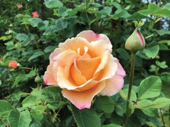 Jalbert Rose “Beverly Ann Me Clay” Grade 1, On Multiflora.
