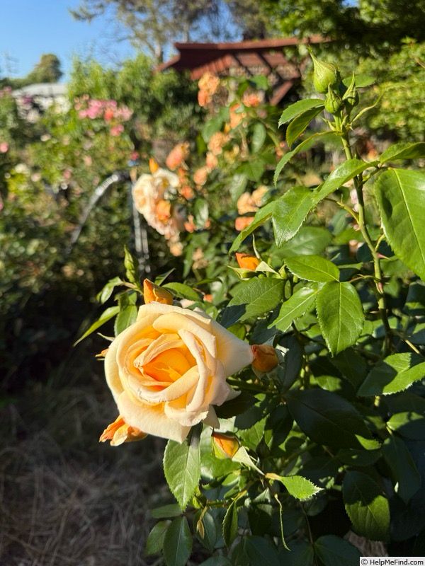 Jalbert Rose “Kencara Sunrise” Grade 1, On Multiflora