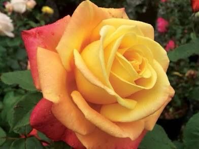 Jalbert Rose “A Lady Never Tells” Grade 1, On Multiflora.