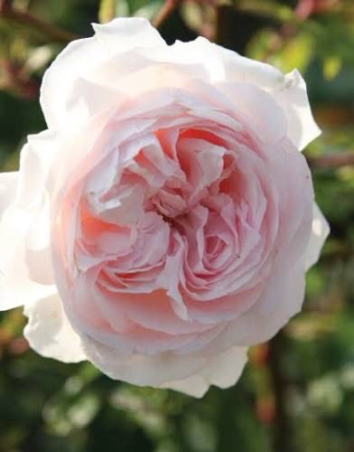 Harkness Rose “Anniversary Blush” Grade 1, On Multiflora