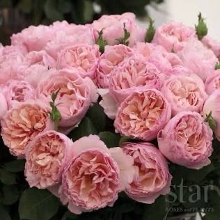 Meilland Rose “Princess Charlene De Monoco” Grade 1, On Multiflora