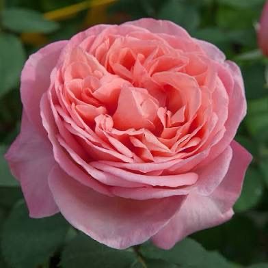 Meilland Rose “Sweet Mademoiselle” Grade 1, On Multiflora