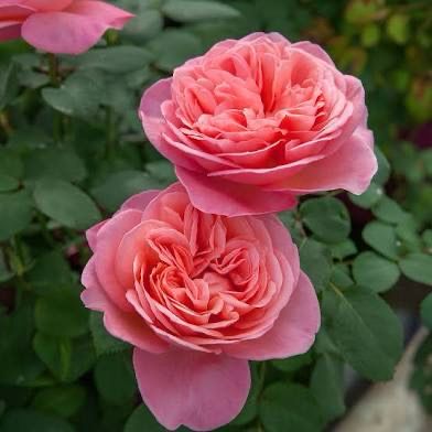 Meilland Rose “Sweet Mademoiselle” Grade 1, On Multiflora