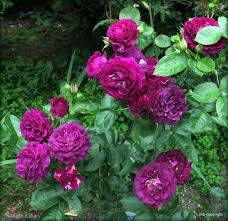 Rose “Twilight Zone” Grade 1, Bare Root On Dr. Huey