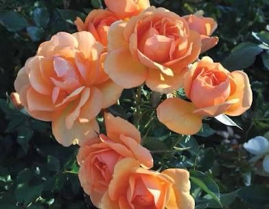 Kordes Rose “South Africa” Grade 1, On Multiflora
