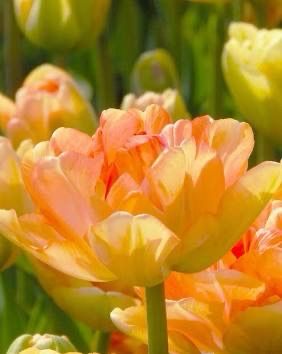 Tulip “Charming Lady” 10 Bulbs