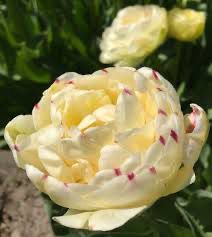 Tulip “Danceline” 10 Bulbs