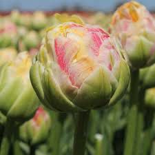 Tulip “Sprinkle Dip”