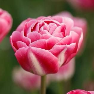Tulip “Vogue” 10 Bulbs