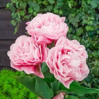 Tulip “Dreamer” 10 Bulbs