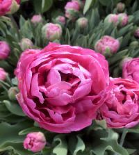 Tulip “Amazing Grace” 10 Bulbs