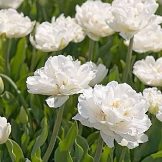 Tulip “Mount Tacoma” 10 Bulbs